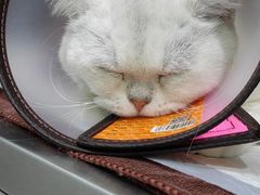 -佳雯宠物医院·皮肤科·内外科(春晓路分院)