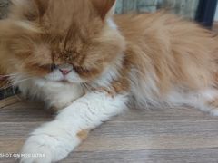 -酷豆宠物咖啡·宠物美食·撸猫馆