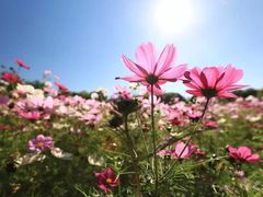 -合肥滨湖国家森林公园