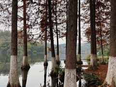 -重庆彩云湖湿地公园