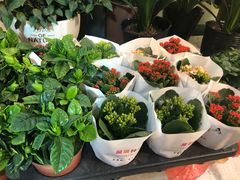 -宝鸡东道花鸟鱼虫市场(吉利花园商场店)