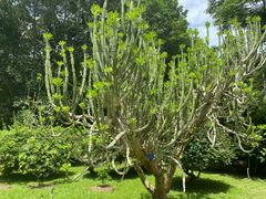 -中国科学院西双版纳热带植物园