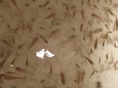 android_upload_pic-三亚亚龙湾万豪度假酒店