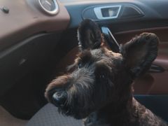 -瑞鹏宠物医院犬猫全科(真大分院)