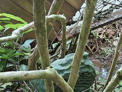 -西双版纳原始森林公园