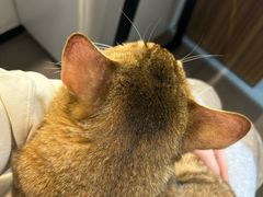 -御宝贝·A梦猫科宠物医院(国际猫友好医院)