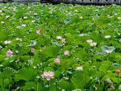 -荔湾湖公园