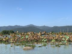 -长田漾湿地公园