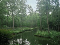-合肥滨湖国家森林公园