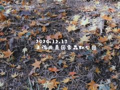 -上海共青森林公园