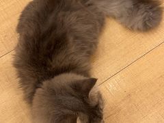 -Let's go狗咖·猫咖·奶狗·桌游(春熙路IFS店)
