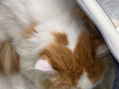-艾贝尔宠物医院·宠保定点·超声绝育·免疫点(樱花路店)