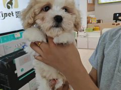 -翊宠yipet猫狗购宠庄园犬舍•猫舍