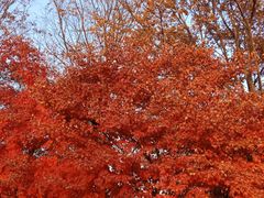 -桃花岛公园