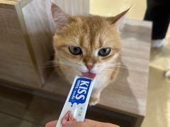 -藏猫猫咖啡主题馆(中央大道店)