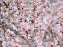 -石家庄市植物园