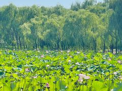 -东郊湿地公园
