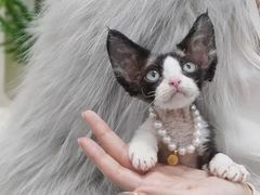 -山宅一喵德文卷毛猫舍