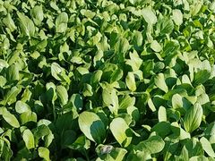 -翠茗农庄土菜馆(天目湖店)