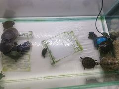 -鹏欣水游城