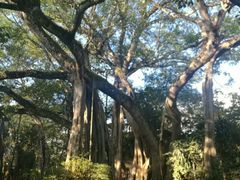 -瑞丽独树成林风景区