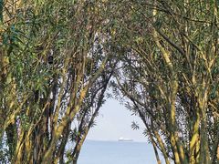 -上海吴淞炮台湾国家湿地公园
