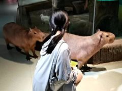 -萌宠奇缘
