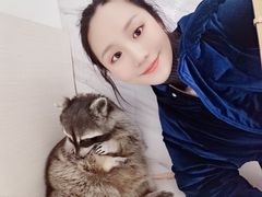 -浣熊柯尔鸭土拨鼠·电玩咖