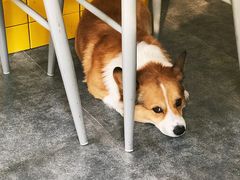 阿布-22cafe