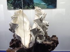 -贝壳王国博物馆