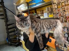 -欣宠猫屋·矮脚拿破仑·蓝金金渐层