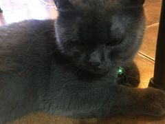 -李小姐の猫咖啡馆(五角场店)