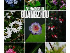 -中国科学院华南植物园
