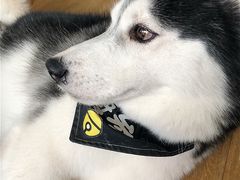 -Husky Go! 哈士奇体验馆·宠物咖啡厅狗咖