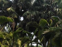 -中国科学院西双版纳热带植物园
