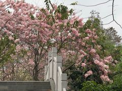 -四海公园(南山区)
