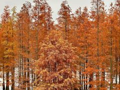 -白鹭湾湿地公园