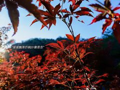 -广州市帽峰山景区