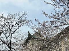 -武汉大学-樱园