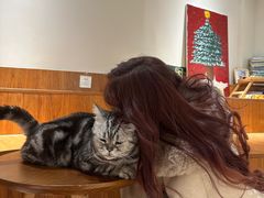 -有猫主题·治愈系猫咖(曾厝垵店)