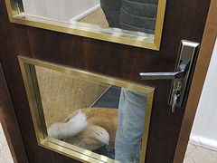 -宠爱国际动物医院·消化内科·心肾内科·ISFM猫友好(望京店)