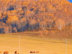 -塞罕坝国家级自然保护区