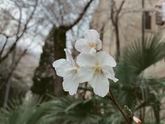 景点-武汉大学-樱园