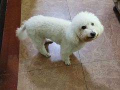 -伟伟宠物医院·CT影像中心·瑞派犬猫综合性门诊(汉口总院)