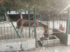 -保定市动物园