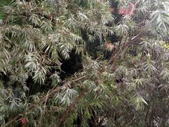 千层叶-东莞植物园