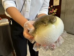 -肆月河豚·新淮扬(金融街店)