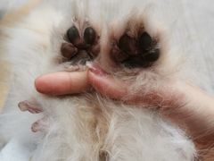 -瑞派宠物医院(搏威敦和院)