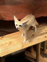 -Zoolung Zoolung动物主题公园(海信广场店)