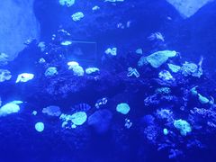 -华夏文旅海洋公园